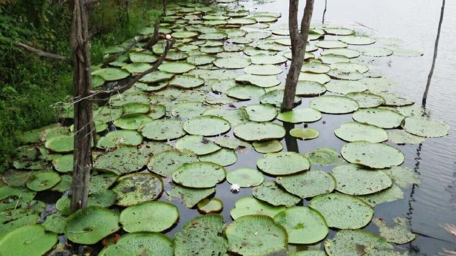 Amazon Safari® Manaus: Day trip on the Amazon River - Janauari Ecological Park and Floating Crafts: River Life Up Close