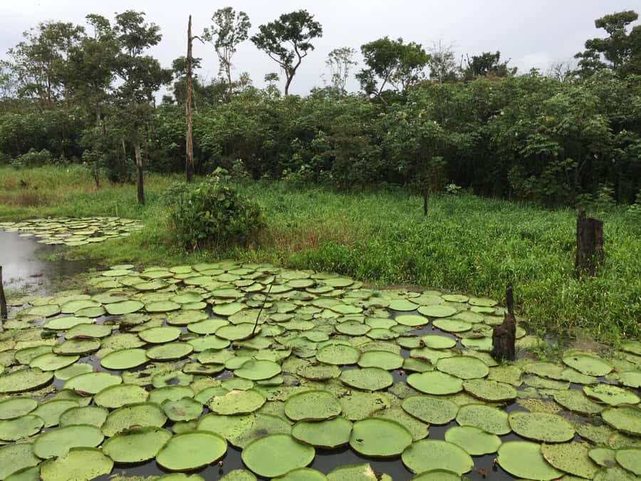 Amazonas: Boat Ride with a Local Amazonian - Who this small-group ride fits best