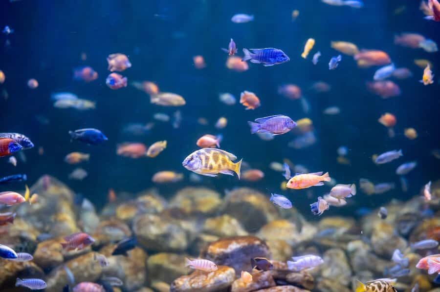 AquaRio and Olympic Boulevard Small Group Tour - Key points before you go