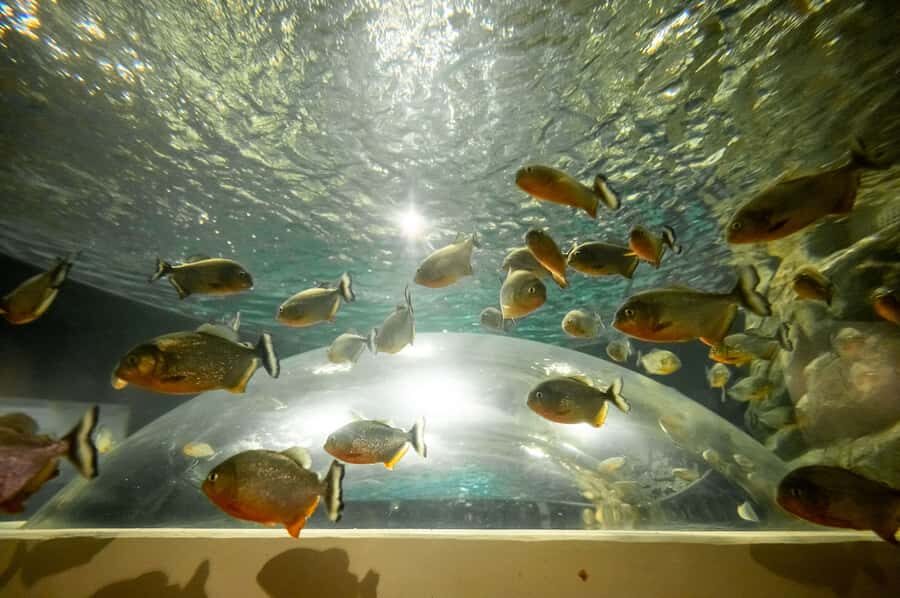 AquaRio and Olympic Boulevard Small Group Tour - Photo rules and the ocean-feeling tunnel trick