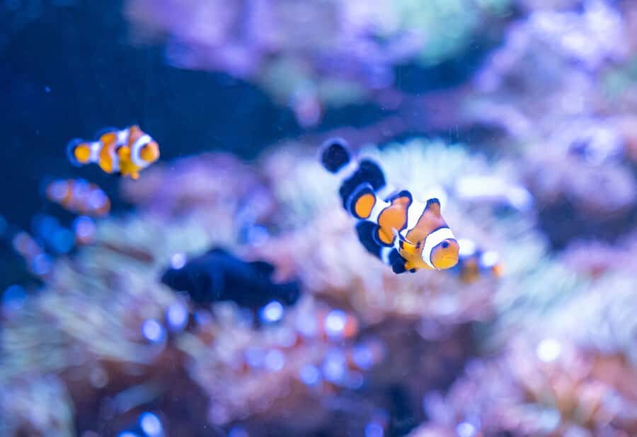 AquaRio and Olympic Boulevard Small Group Tour - How 4 hours works: pacing that fits families and busy days