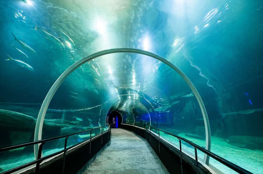 AquaRio and Olympic Boulevard Small Group Tour - Who should book this AquaRio plus Olympic Boulevard tour
