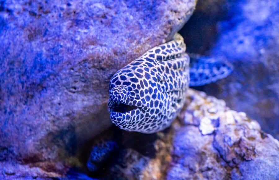 AquaRio and Olympic Boulevard Small Group Tour - The main tank and the animal lineup you’ll actually see