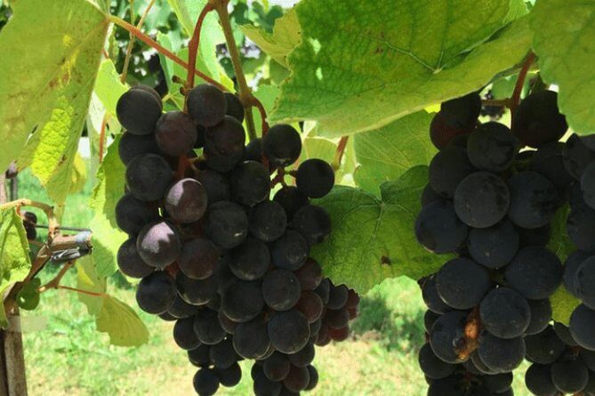 Art Of Wine – Travel Through The So-Called Wine Route Visiting Various Wineries - Key Highlights at a Glance