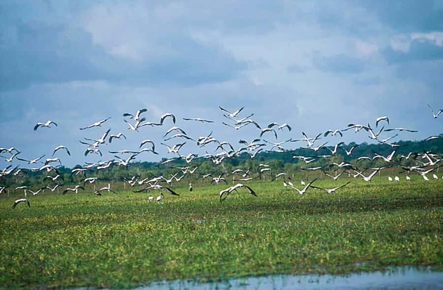 Belém: 2, 3 or 4-Day Marajó Island Excursion with Lodging - Marajoara farms and buffalo riding: the practical version of a classic experience