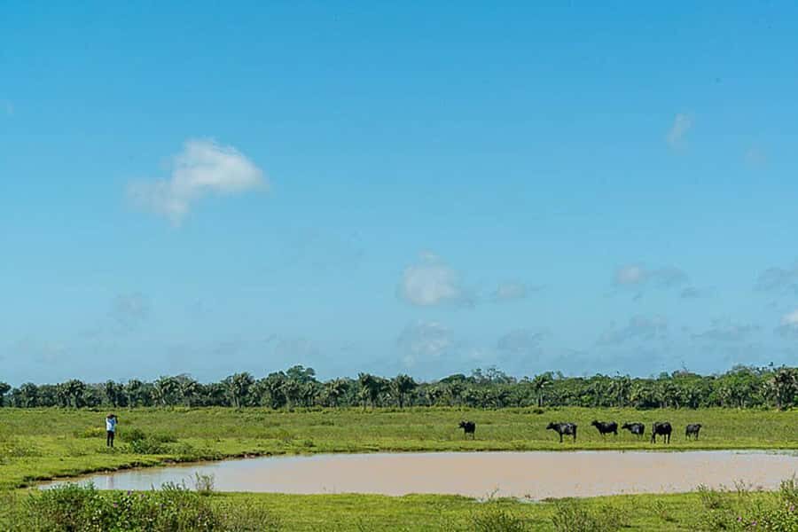 Belém: 2, 3 or 4-Day Marajó Island Excursion with Lodging - Beach time at Pesqueiro and Barra Velha: how to make it count