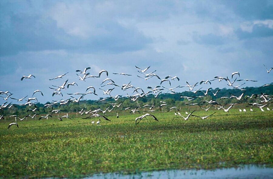 Belém: 2, 3 or 4-Day Marajó Island Excursion with Lodging - Who this tour suits best (and who should skip it)