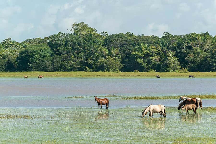 Belém: Marajó Island Day Trip with Buffalo Farm Visit - Value check: is this price fair for what you get?