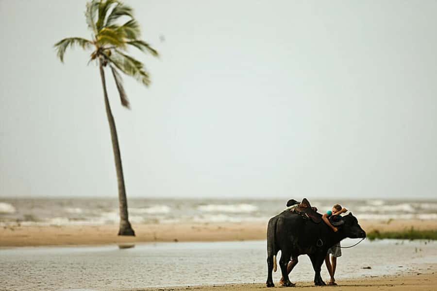 Belém: Marajó Island Day Trip with Buffalo Farm Visit - Option A: the Souré route, buffalo farming, and Pesqueiro Beach