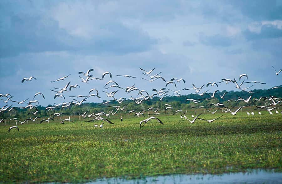 Belém: Marajó Island Day Trip with Buffalo Farm Visit - Beaches: Pesqueiro vs Grande (and why this choice matters)