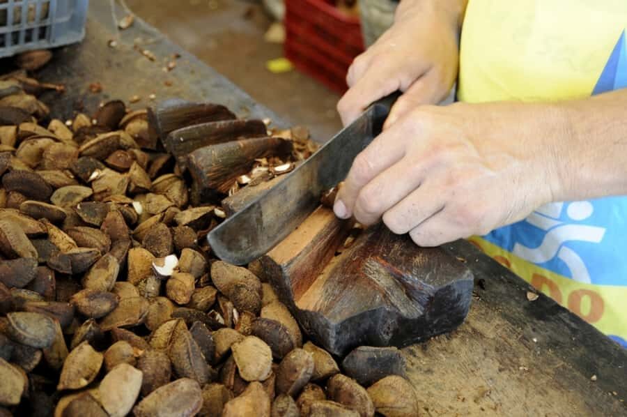 Belém: Ver-o-Peso Market and Full-Day City Tour with Lunch - Emilio Goeldi Museum: Animal and Plant Science Where You Can Actually See It