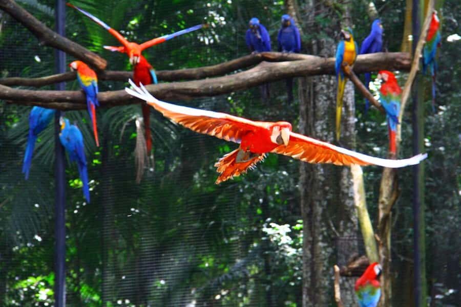 Brazilian Falls, Bird Park and Itaipu Dam - Key things to love about Brazilian Falls, Bird Park and Itaipu Dam