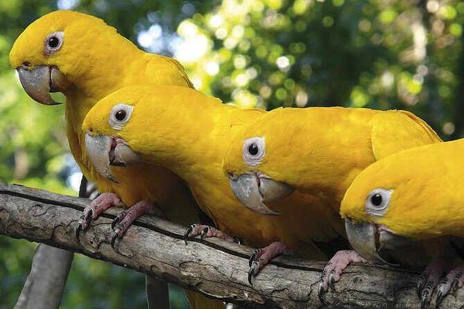 Brazilian Falls, Bird Park and Itaipu Dam from Foz do Iguaçu - Parque das Aves: a bird sanctuary where the silence hits