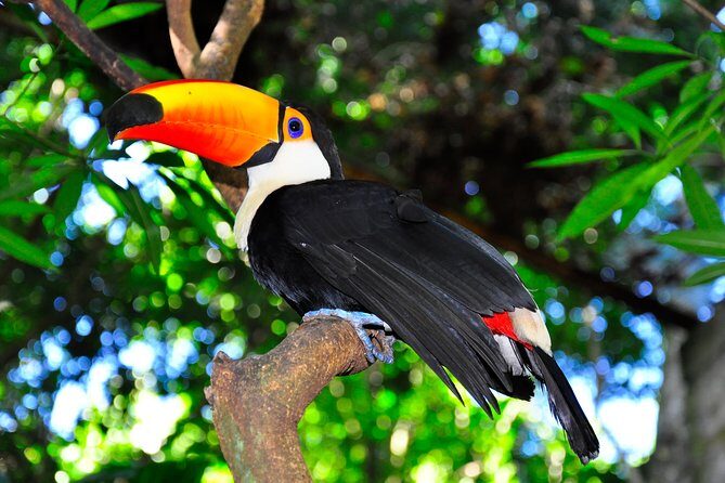 Brazilian Falls, Bird Park and Itaipu Dam from Foz do Iguaçu - Who this tour is perfect for—and who might want a different plan