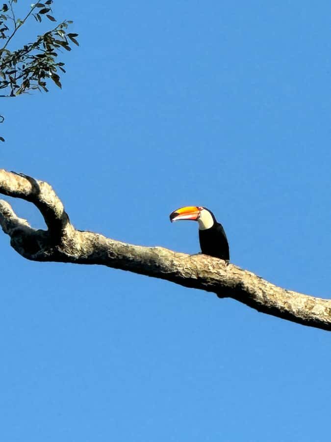 Brazilian Iguassu Falls,Bird park Boat Safari all tickets - A full-day Iguassu plan that actually feels efficient