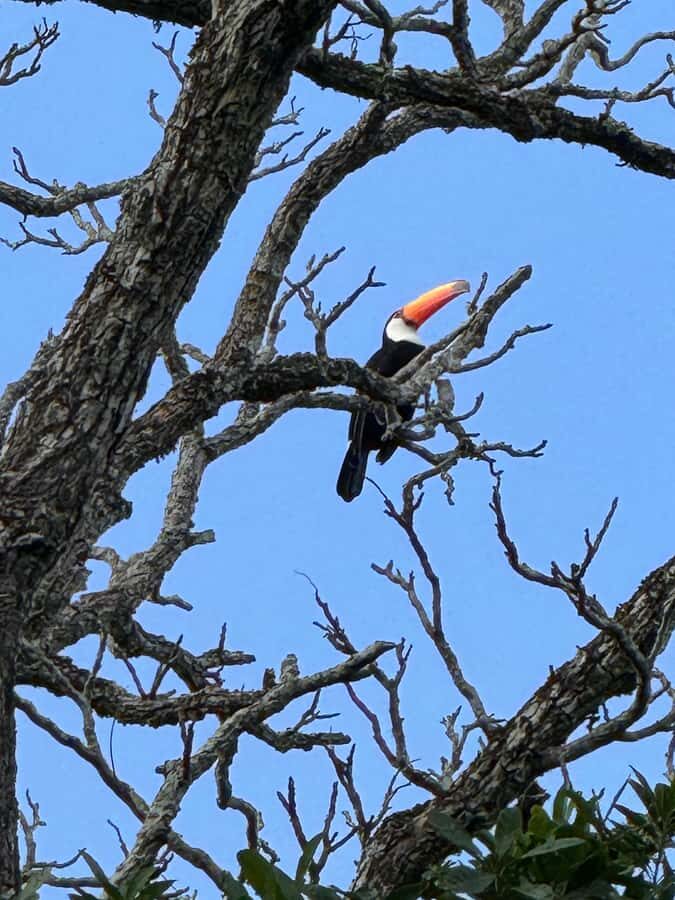Brazilian Iguassu Falls,Bird park Boat Safari all tickets - The guides: why having names matters here
