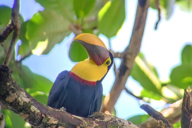 Cahuita National Park Hiking - Cahuita’s Forest-to-Beach Hike: What This 2 Hours Really Delivers