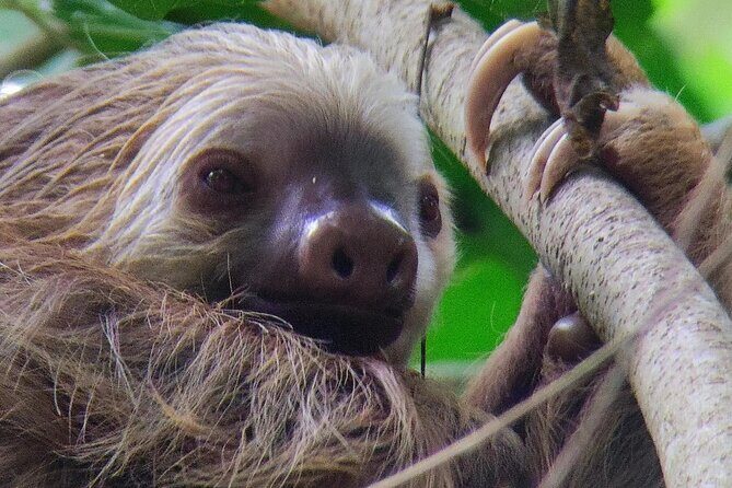 Cahuita National Park Hiking - Walking Between Forest and Beach: Why the Route Feels Different Than a Typical Trail