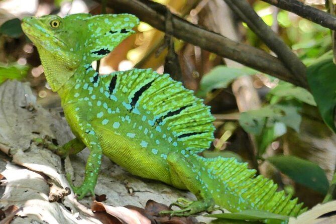 Cahuita National Park Hiking - Check-In and the Park Donation Stop: Supporting What You’re Seeing