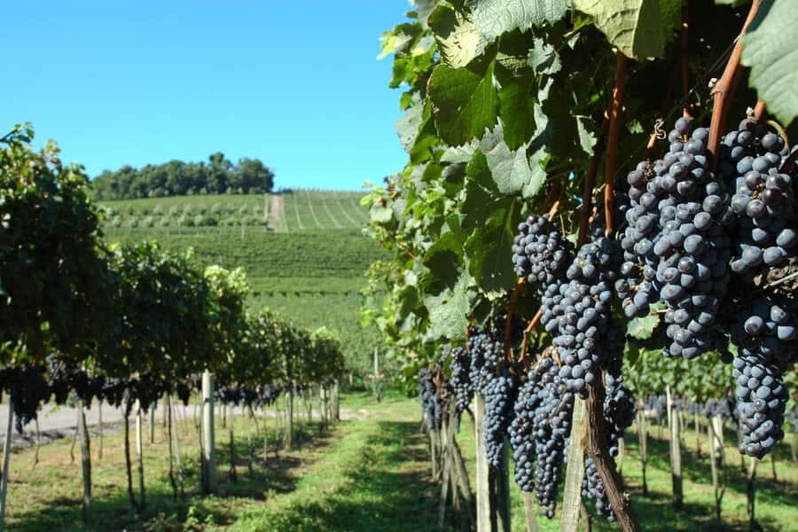 Canela/Gramado: South Wineries, Wine Train, & Italian Park - Key things to know before you go