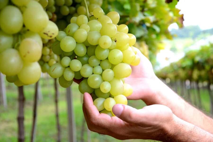 Canela/Gramado: South Wineries, Wine Train, & Italian Park - A Full Day Through Serra Gaúcha’s Wine Train and Italian Parks