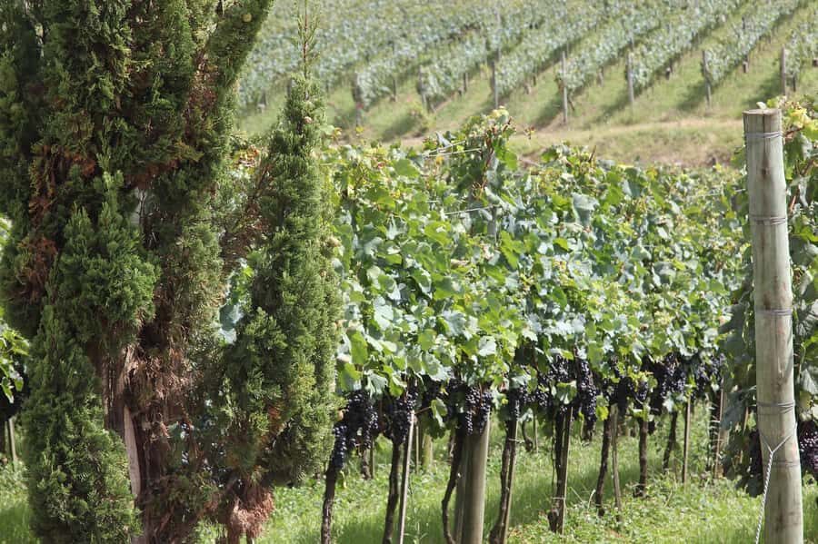 Canela/Gramado: South Wineries, Wine Train, & Italian Park - Aurora Winery: the largest winery in Brazil and the real start of wine