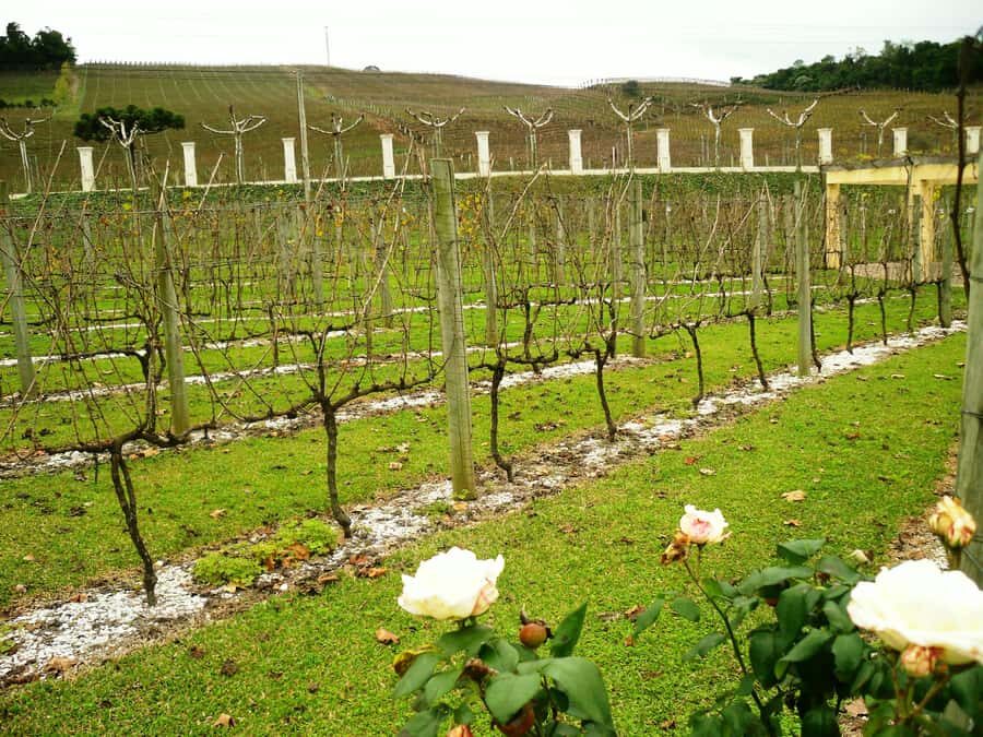 Canela/Gramado: South Wineries, Wine Train, & Italian Park - Price and what your money actually buys (at $109 per person)