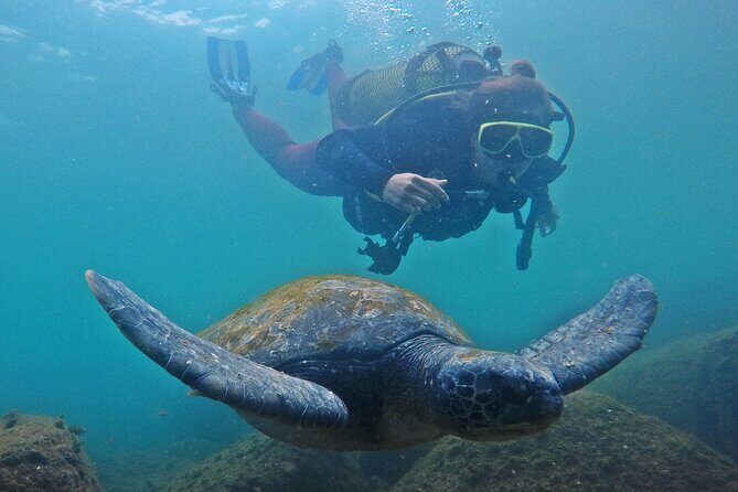 Diving with Turtles in Floripa - What Happens at Barra da Lagoa Before You Hit Deeper Water