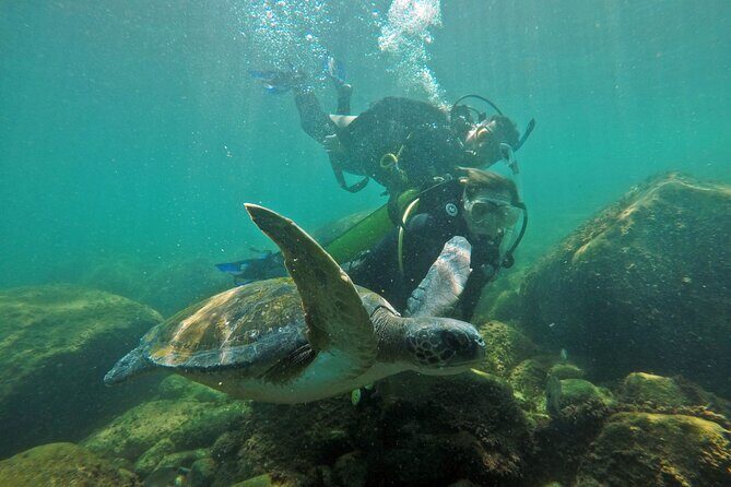 Diving with Turtles in Floripa - See Turtles Without the Stress (Safety, Coaching, and Small Group Energy)