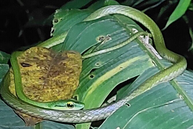 Explore the Dark Side of Nature: Manzanillo Refuge Night Walk - Manzanillo Refuge at 6:00 pm: why the timing matters in Limon