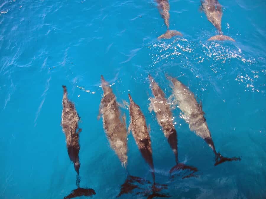 Fernando de Noronha: Catamaran Tour with meal and transfer - Getting to Port of Santo Antônio for a smooth 5-hour start