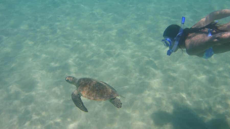 Fernando de Noronha: Catamaran Tour with meal and transfer - Price and value: what $230 covers, and what can add up