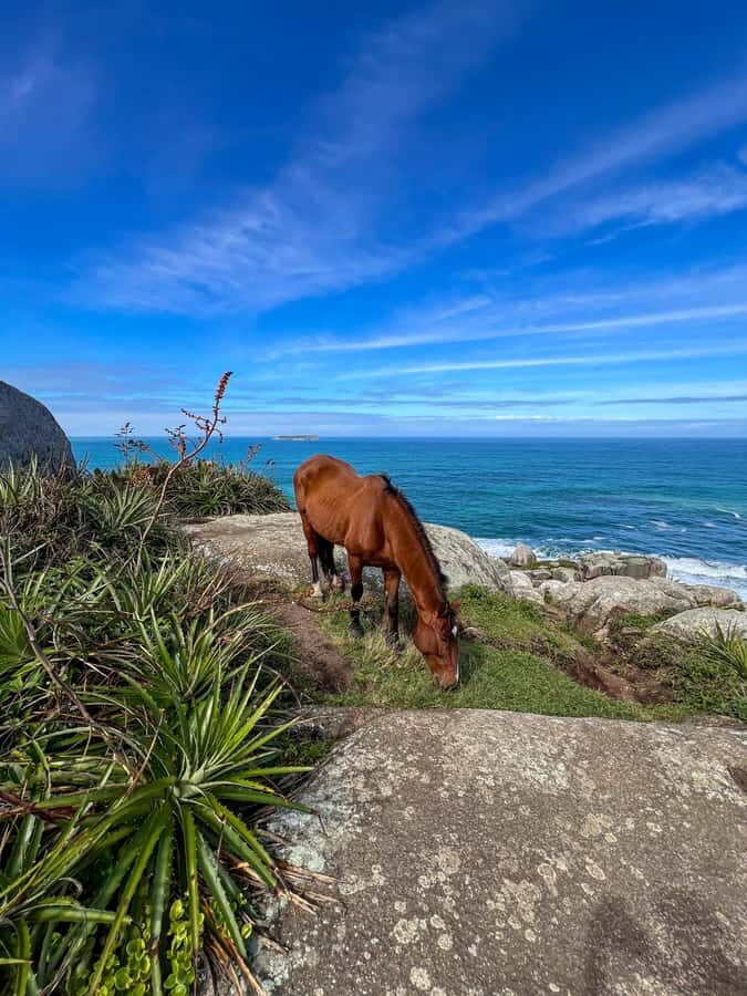 Florianopolis: Gravata Beach Trail with Picnic - Key Moments That Make This Tour Worth Your Time