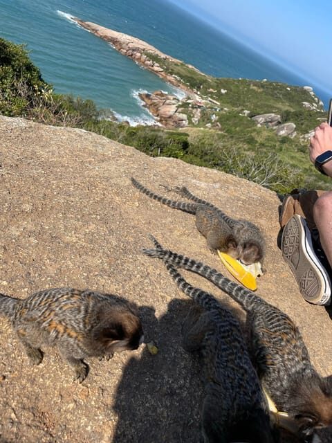 Florianopolis: Gravata Beach Trail with Picnic - Should You Book the Gravata Beach Trail with Picnic?