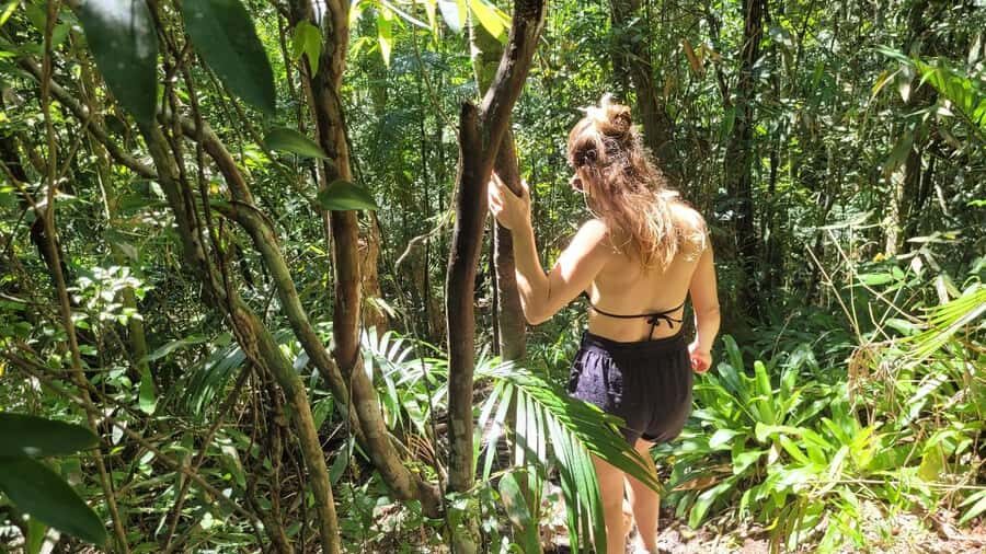 Florianopolis: Lagoinha do Leste Natural Park Hike - From Bar do Arante to the Atlantic Forest: the vibe of the start