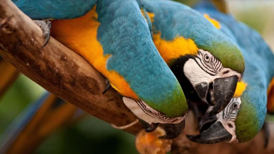 Foz do Iguaçu: Bird Park Tour with Tickets - Parque das Aves Jungle Walk: What You’ll Do and Why It Works