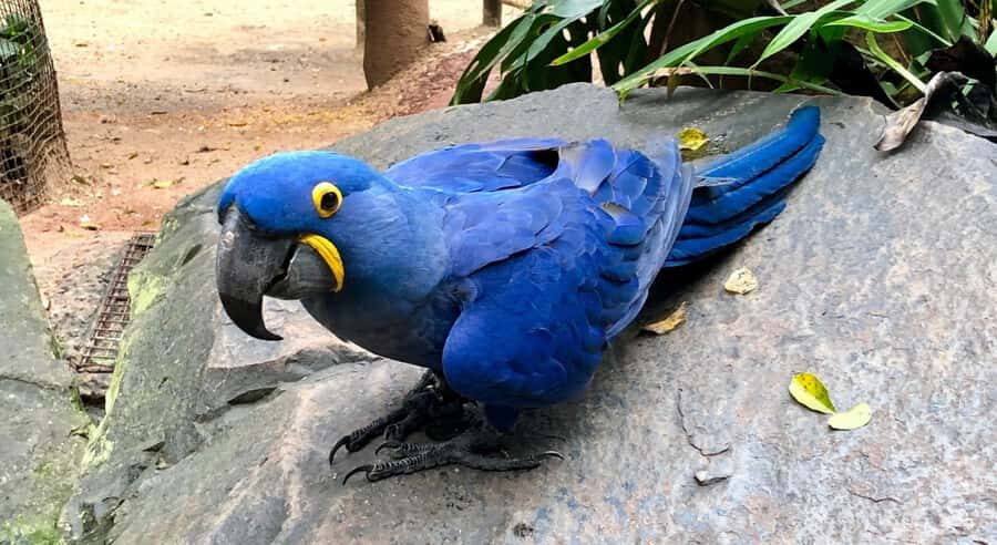 Foz do Iguaçu: Bird Park Tour with Tickets - Alligators, Reptiles, and the Beehive: The Stuff That Makes It Feel Like a Living Park