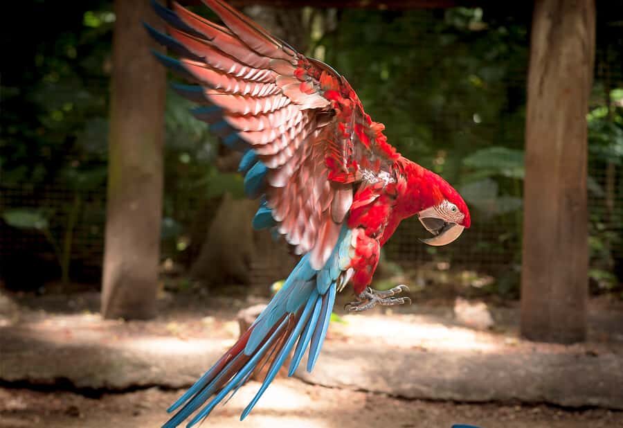 Foz do Iguaçu: Bird Park Tour with Tickets - Price and Value: Is This a Good Deal or a Costly Middle Step?