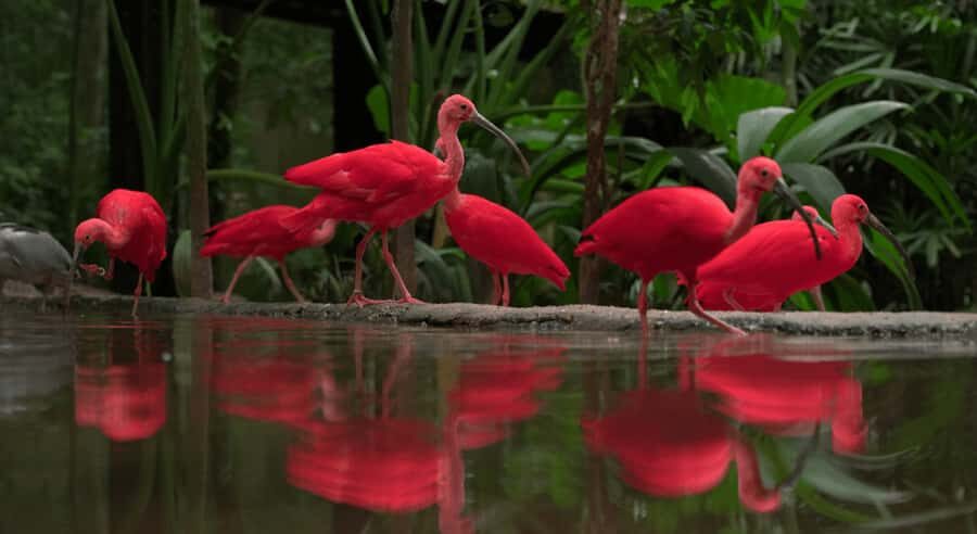 Foz do Iguaçu: Bird Park Tour with Tickets - Who This Bird Park Tour Is Best For