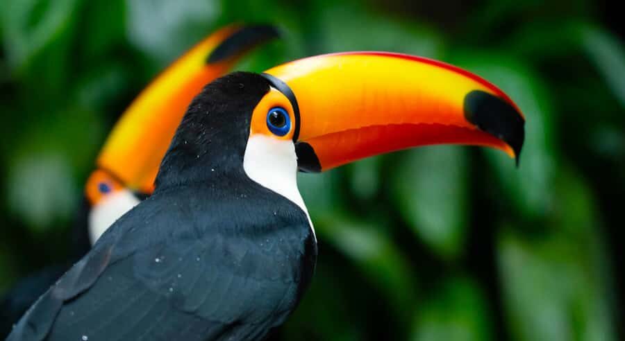 Foz do Iguaçu: Bird Park Tour with Tickets - The Nurseries: Cascades, Bridges, and Species Variety You Can See Fast