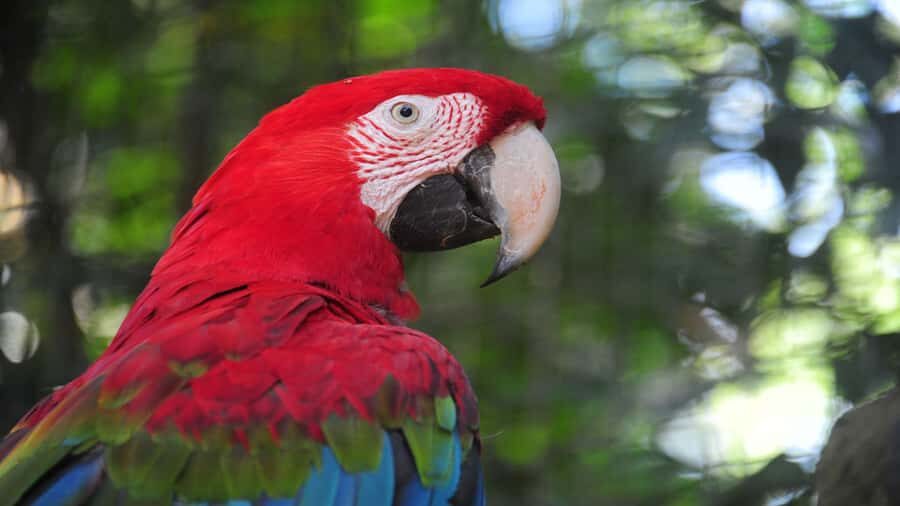 Foz do Iguaçu: Brazilian Side of the Falls + Bird Park - Price and Value: What $50 Covers, What Costs Extra