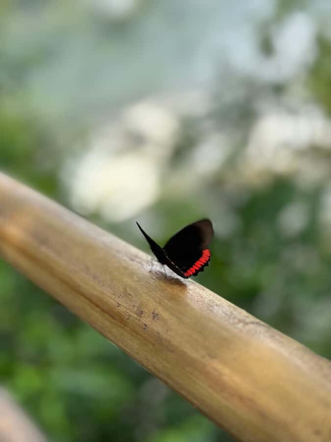 from Foz do Iguaçu: Private Tour on Argentinean Falls - From Foz do Iguaçu to Argentina: a private vehicle day that stays calm