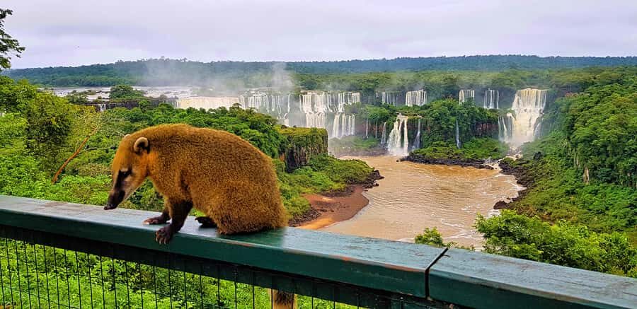 From Foz do Iguazu: Brazil Iguazu Falls & Macuco Safari Boat - First Step Out the Door: Pick-Up and the Electric Ride Into Iguaçu National Park