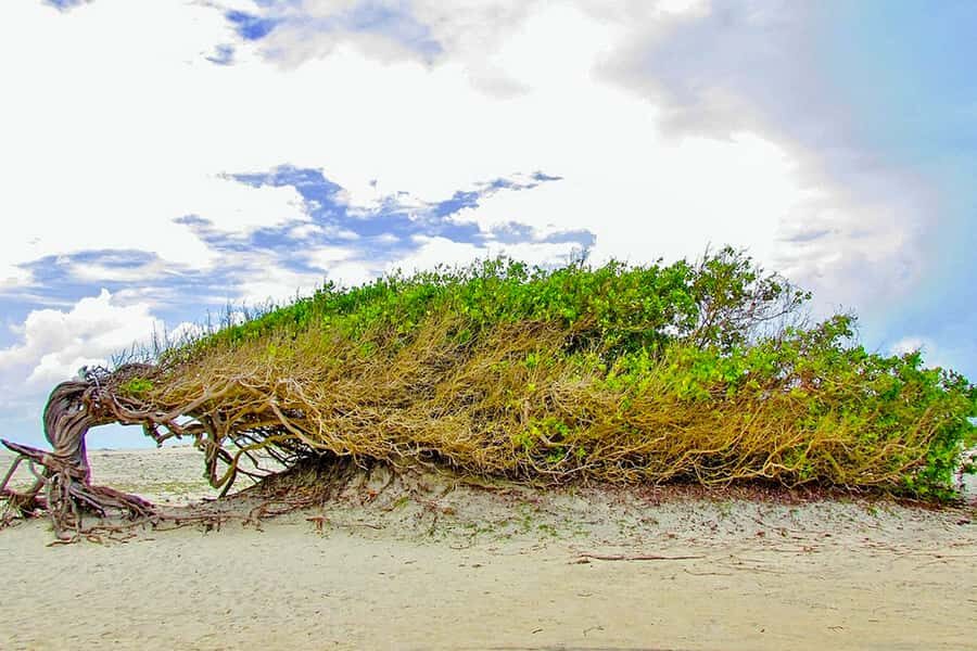 From Jericoacoara: Preá Beach and Paradise Lagoon Tour - Key highlights that make this tour worth it