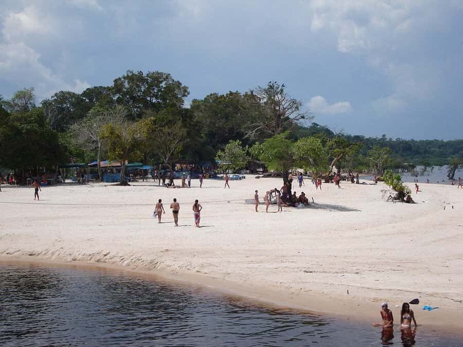 From Manaus: Negro River Half-Day Trip - Pink River Dolphins in Fresh Water: Touching a Wild-Feeling Moment