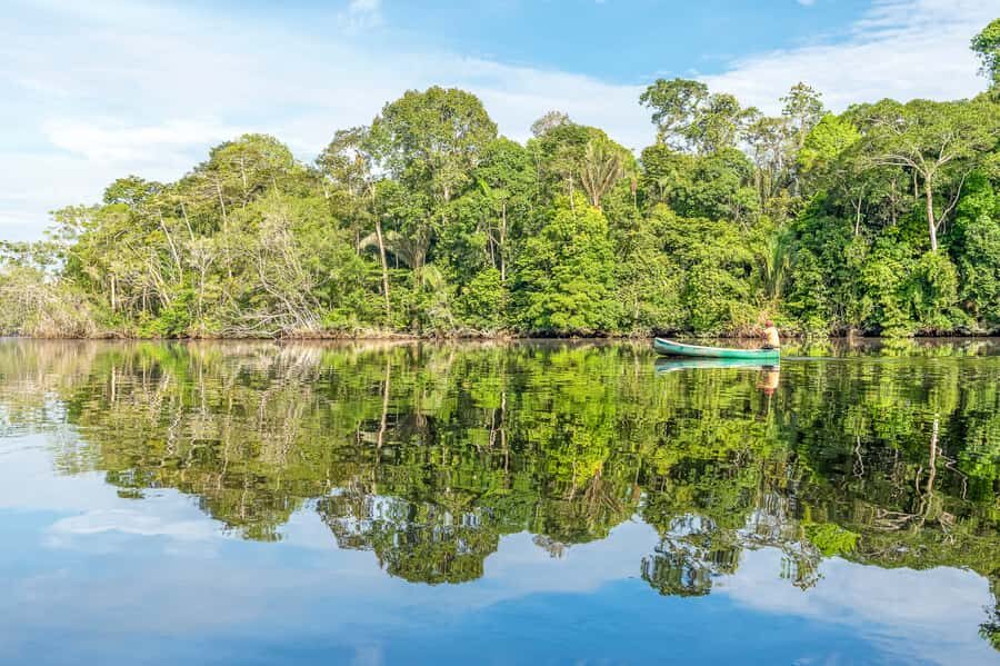 From Manaus: One-Day Amazon Jungle Experience - Night ride searching for alligators and nocturnal wildlife