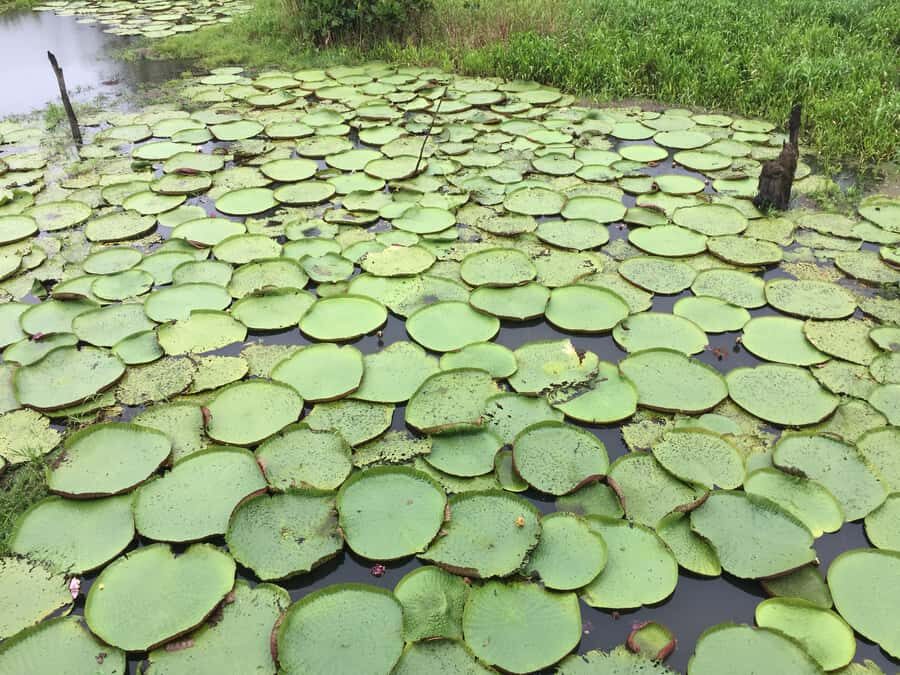 From Manuas: Full-Day River Tour - Price and value: what $100 means in real-world terms