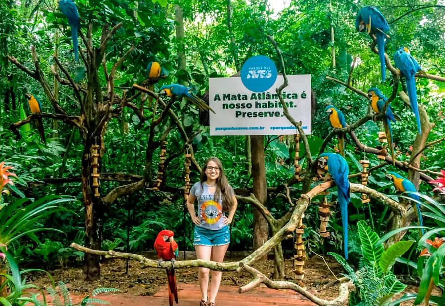 From Puerto Iguazú: Brazilian Bird Park Tour with Tickets - Macaw photo stop and Flamingos views: finishing strong
