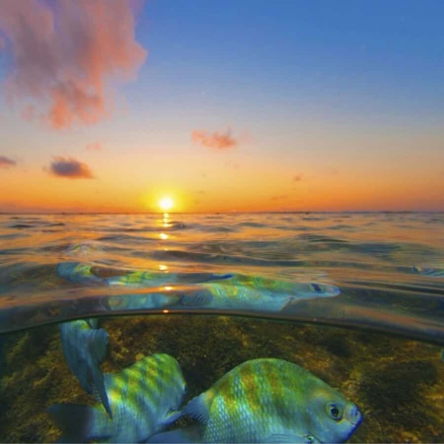 From Recife : Tour for Porto de Galinhas - Key highlights and what they mean for you