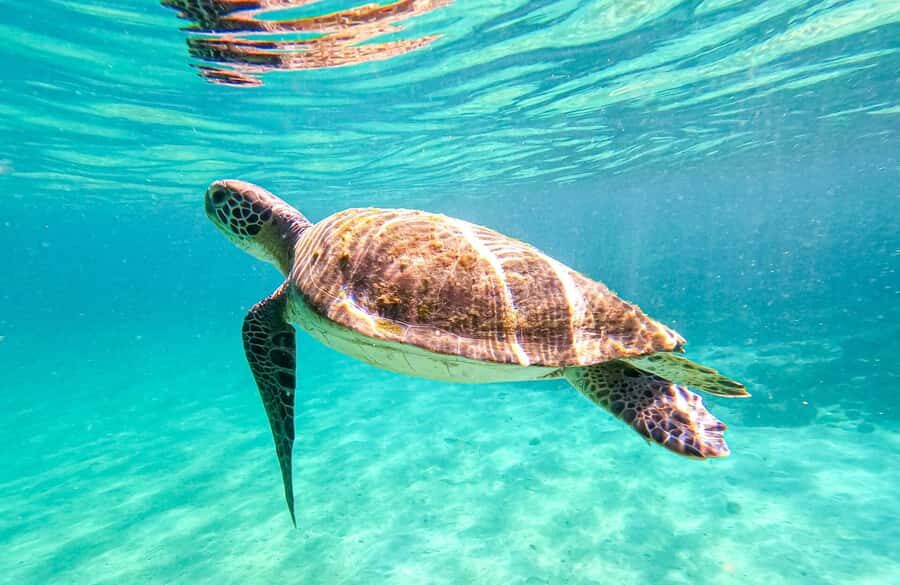 From Rio de Janeiro: Angra dos Reis & Ilha Grande Day Tour - Lagoa Azul and Lagoa Verde: the swimming-and-snorkeling plan